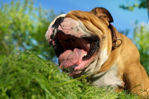 Dog Sneezing Eating Grass Dog Sneezing Eating Grass