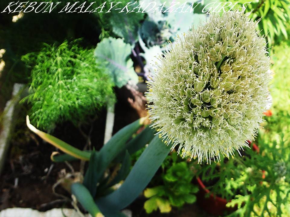 Download Kebun Malay Kadazan Girls Lesson From Onion Seeds Give Away For iPhone Free Wallpaper Kebun Malay Kadazan Girls Lesson From Onion Seeds Give Away Desktop Wallpaper