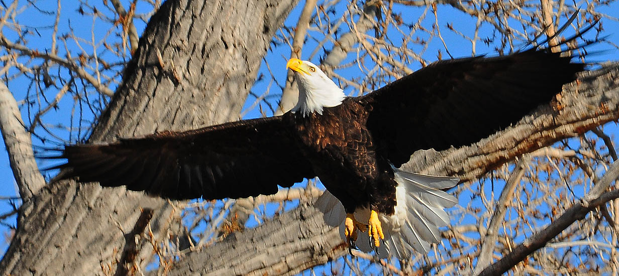 Wyoming Photos Bald eagle