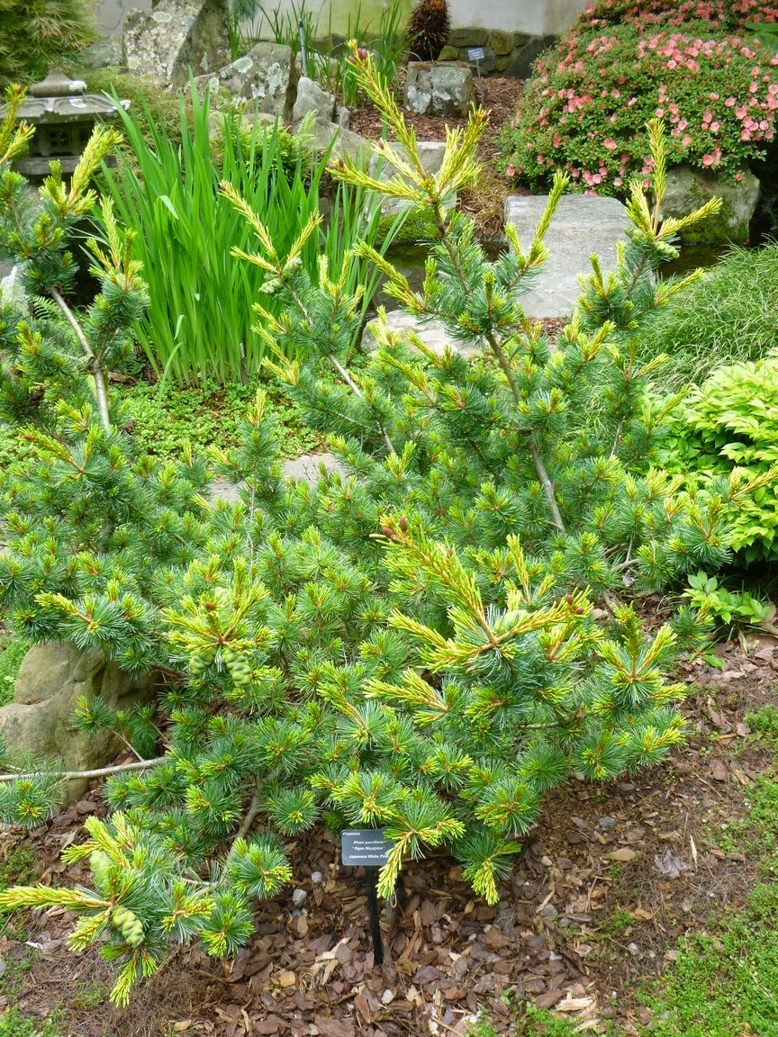 A step back for a broader view of Pinus parviflora Ogon "Miyajima"