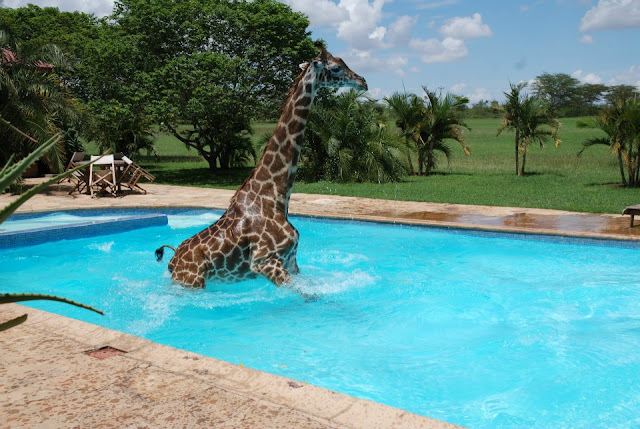 Funny giraffe playing in swimming pool, funny animals, funny giraffes, giraffe pictures, giraffe photos
