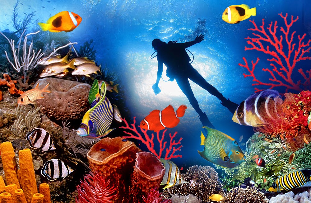 Dusit Thani Maldives launches Maldives' first official free diving centre Dusit Thani Maldives launches Maldives' first official free diving centre