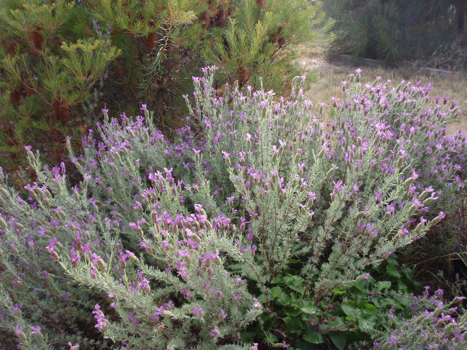 Up Too Late, As Usual "Purple Mountain�s Majesty