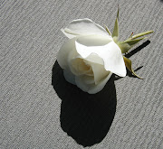 Avant de cueillir cette rose blanche et de l'offrir aux personnes que j'aime (une rose blanche)
