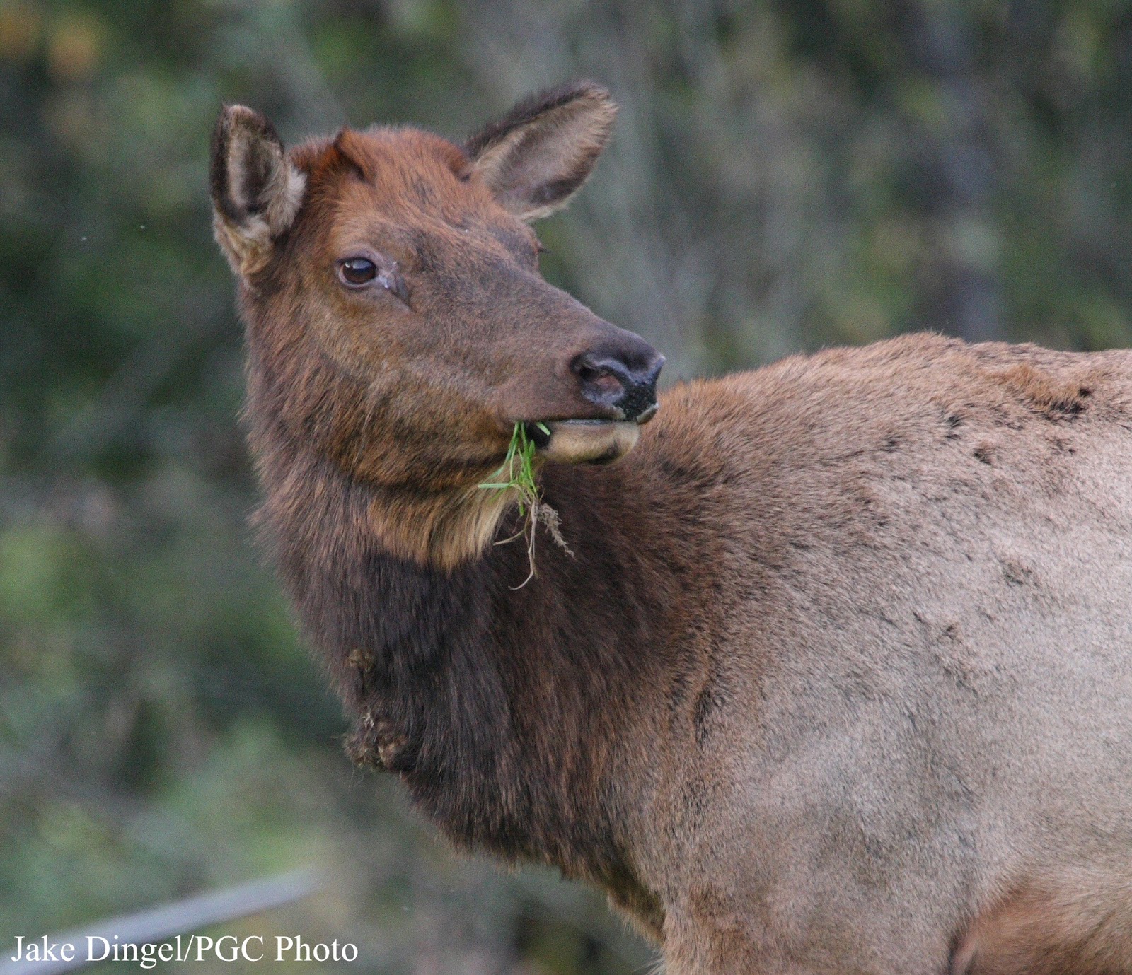 Pennsylvania Celebrates a Century of Elk