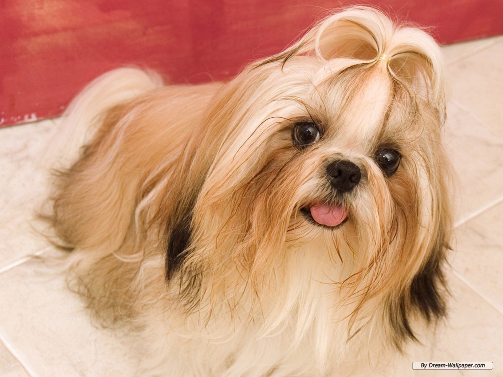 http://4.bp.blogspot.com/-nP05lKFr9h0/TgxxJg6TnSI/AAAAAAAAJ7M/mnpuooGaP-w/s1600/Toy-Dog-Wallpaper-dogs-7014288-1024-768.jpg