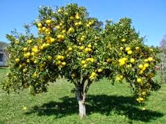 árbol del pomelo o toronja pomelo, toronja, arbol, beneficios del pomelo, contraindicaciones del pomelo, cultivo del pomelo