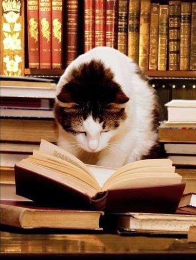 Eu sou o gato «Malhado» adoro ler as estórias da avó