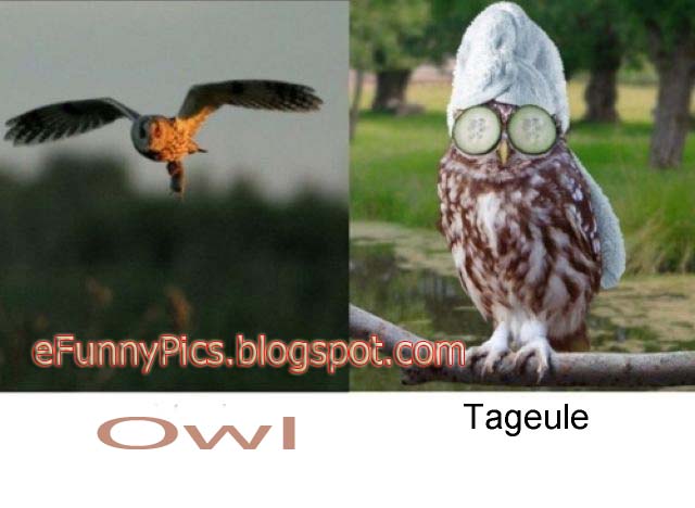 Owls and Times of The Day