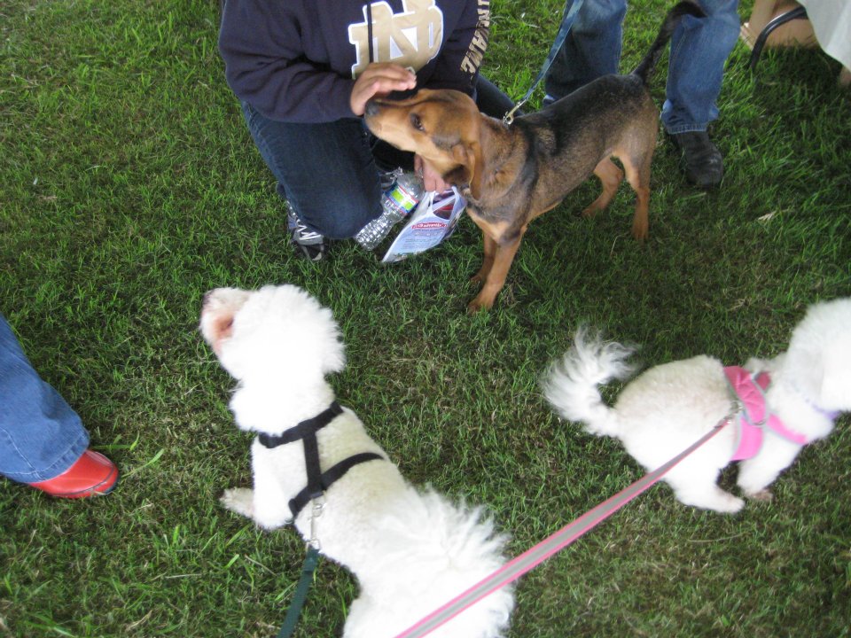 Bichon Love Pick Nose Dog Food Money Bichon Love Pick Nose Dog Food Money