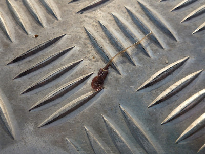 Salmon Louse Detached from Its Host