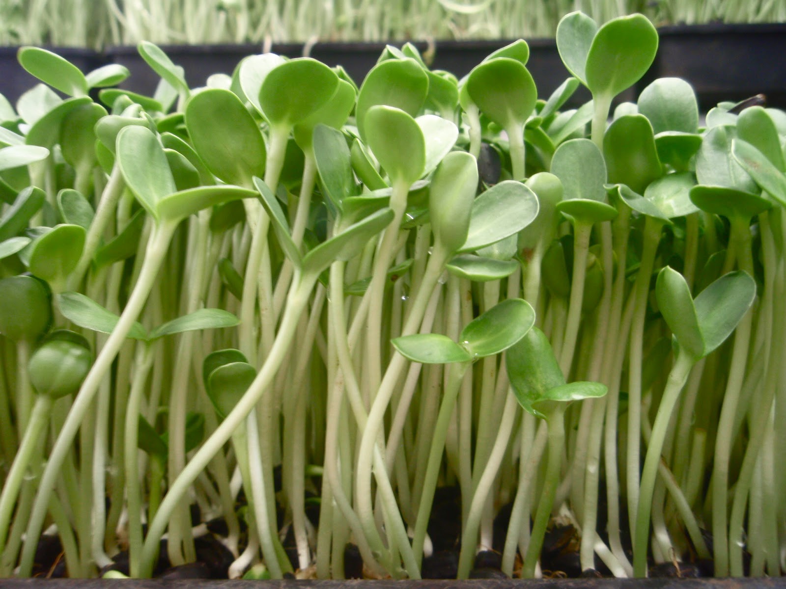 Sprout seeds senturinpos