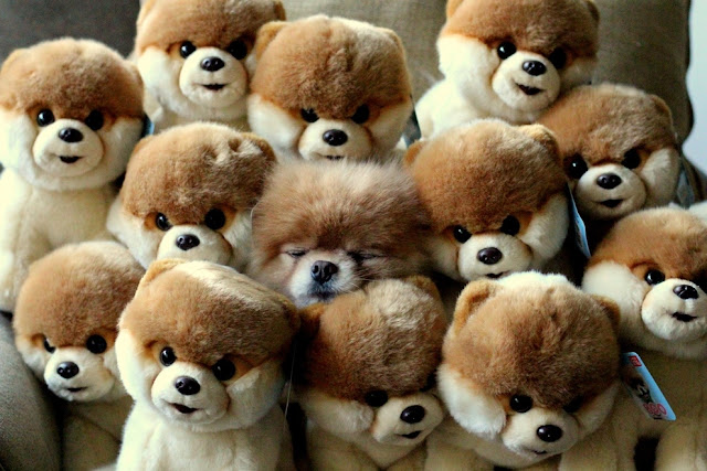 A cute dog and stuffed dogs, funny dog, cute dog picture, impostor dog