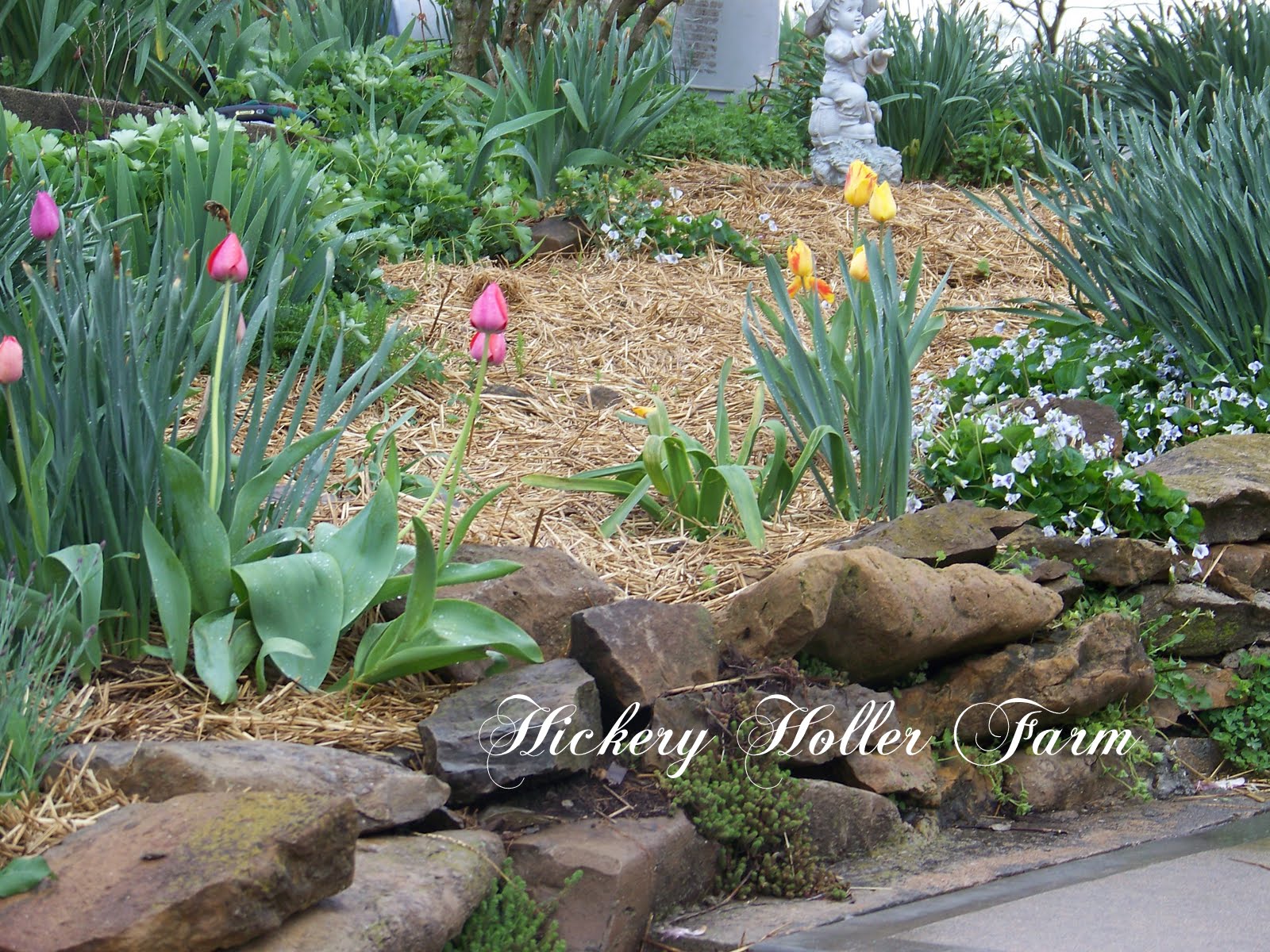 Hickery Holler Farm Straw Mulch In The Landscape