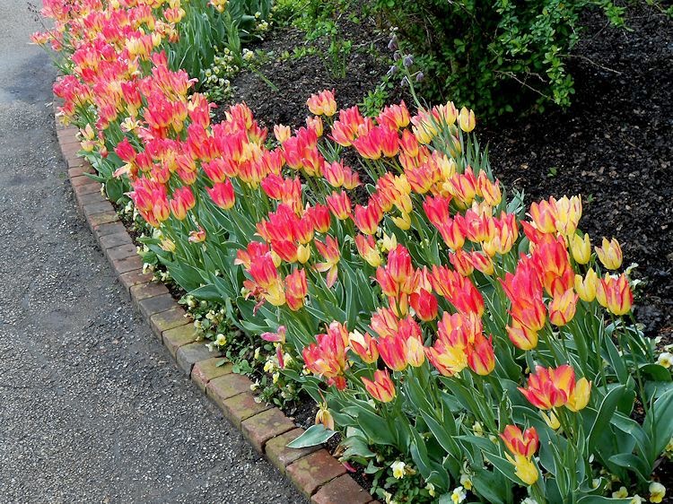 My Virtual Garden Tulips in Chicago