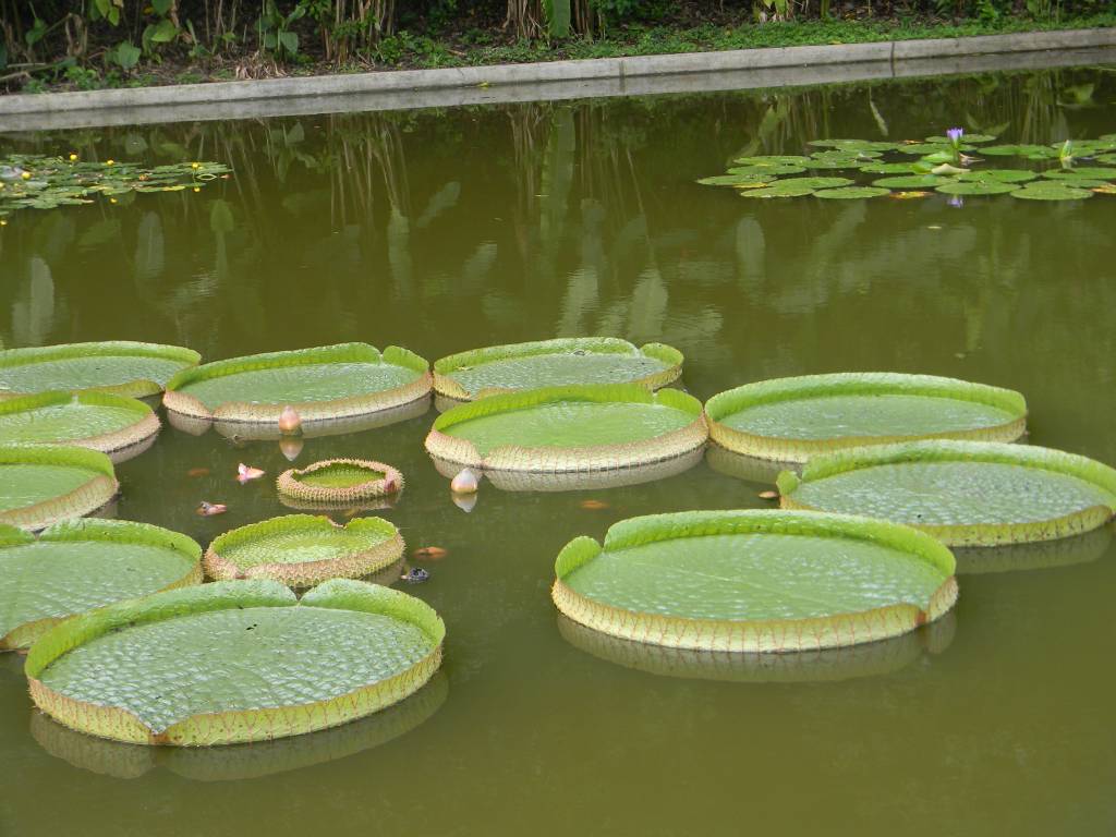 Plantas acuáticas para el tratamiento de aguas residuales Solución Plantas acuáticas para el tratamiento de aguas residuales Solución
