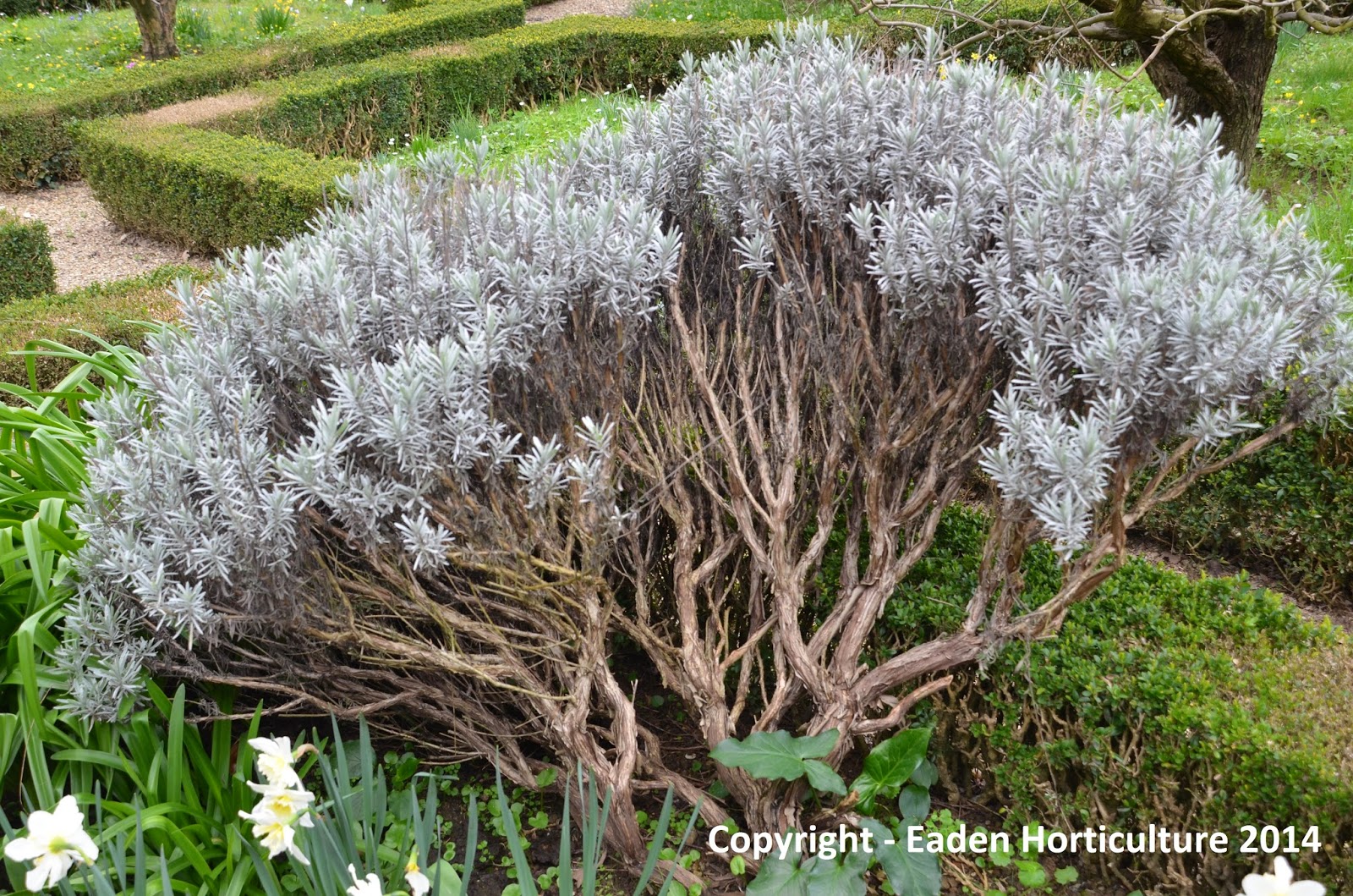 WHY HAS MY LAVENDER TURNED WOODY? The Garden of Eaden