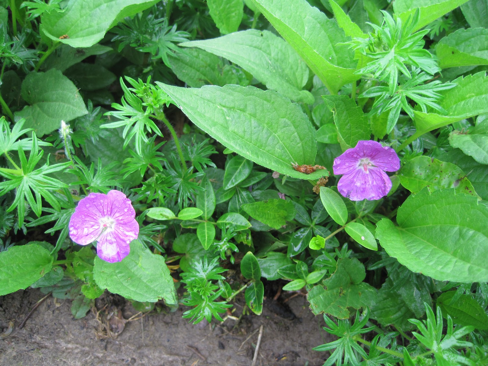 From Seed to Scrumptious Early May Blooms