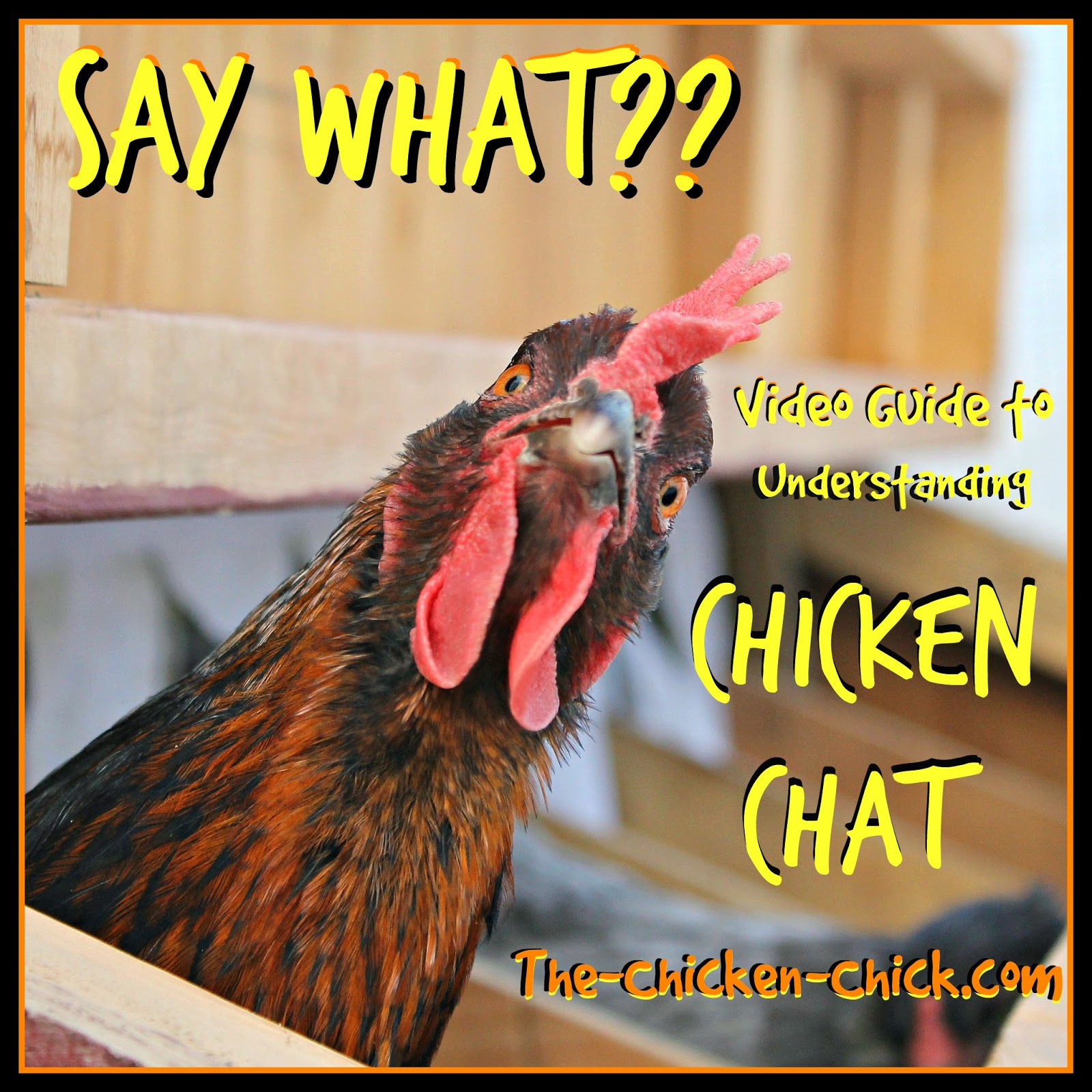 Say WHAT? A Video Guide to Understanding Chicken Chat The Chicken Chick®