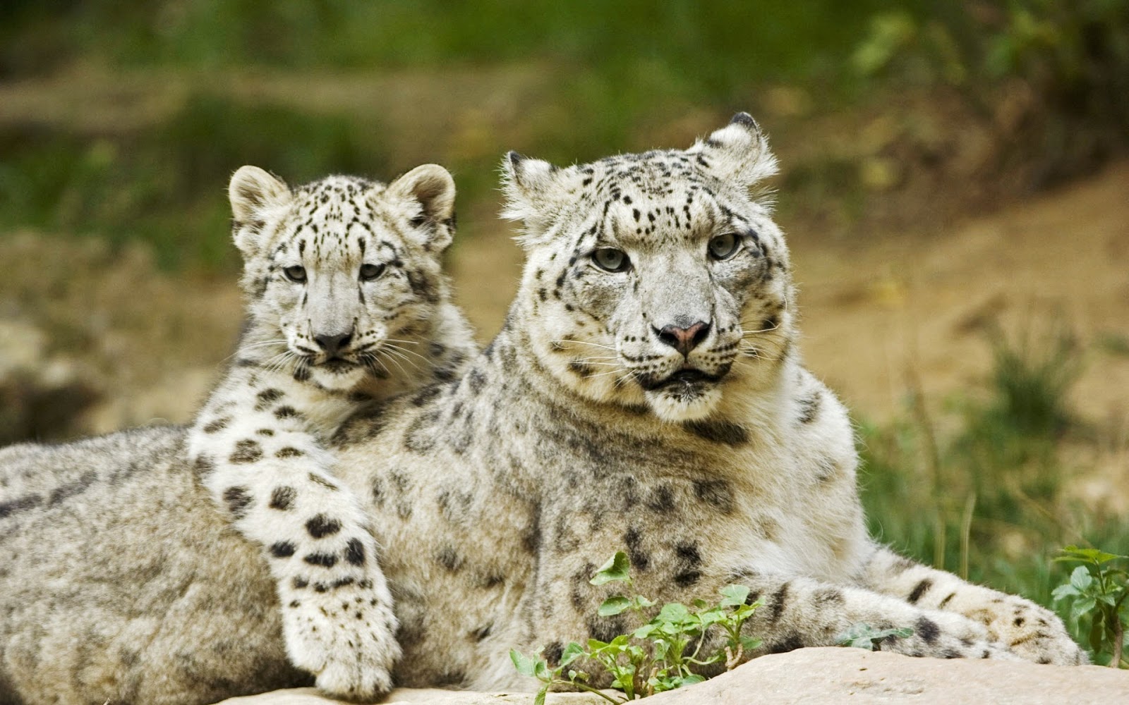 My Wallpaper Collection: Beautiful Snow Leopards (Part-1)