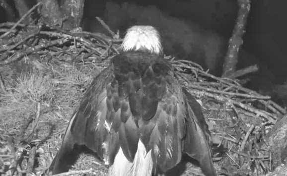 Eagles and Nature with chris7: Screen Captures of the Berry College