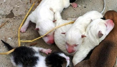 Aneh Seekor Anjing Melahirkan Anak Kucing Aneh Seekor Anjing Melahirkan Anak Kucing