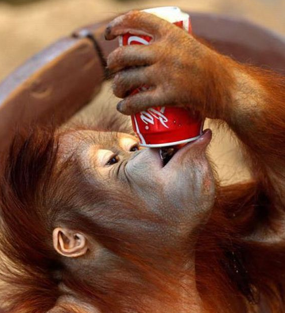 Koleksi Gambar Haiwan Comel Yang Melucukan 2 - dairishare