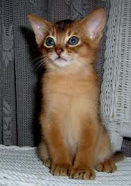 ruddy abyssinian cat - Tawny - Usual