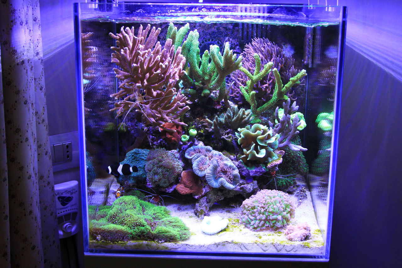 Plafoniere Per Nanoreef : Illuminazione per nanoreef gallon page new pics aquarium