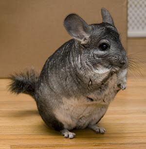 chinchilla info and photos-images the wildlife