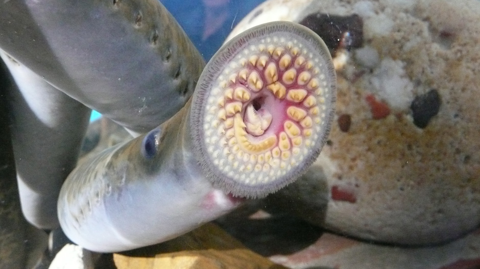 Northeast Ecological Services Taking control of sea lamprey in the