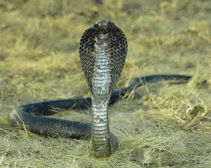 Straight from Bechay: King Cobra Attacked, Victim Died