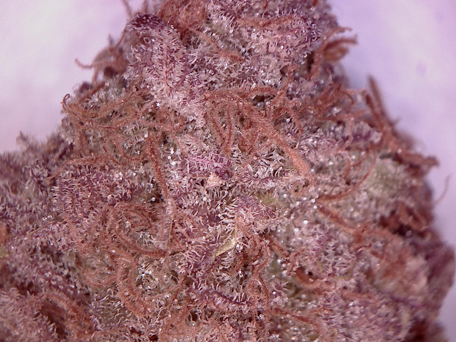 cheese quake strain cheese quake strain