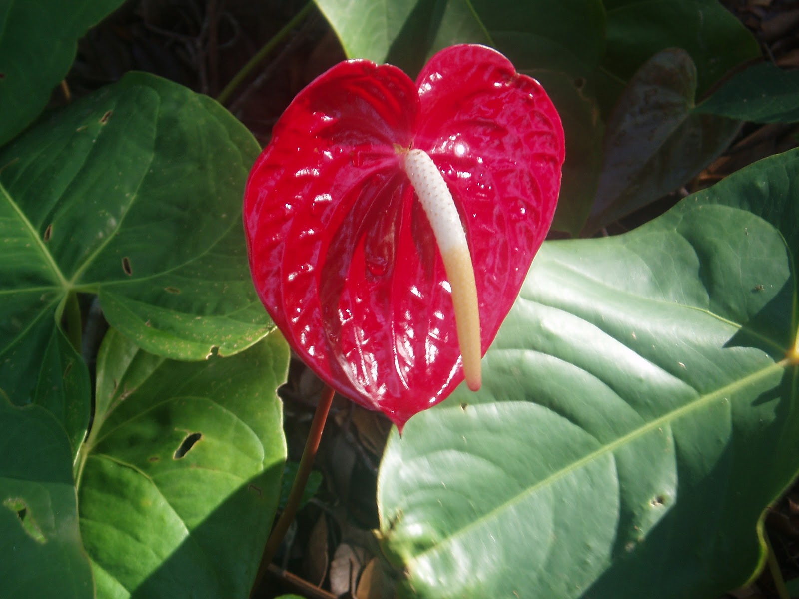 World's Beautiful things around us ! Beautiful flowers across the world