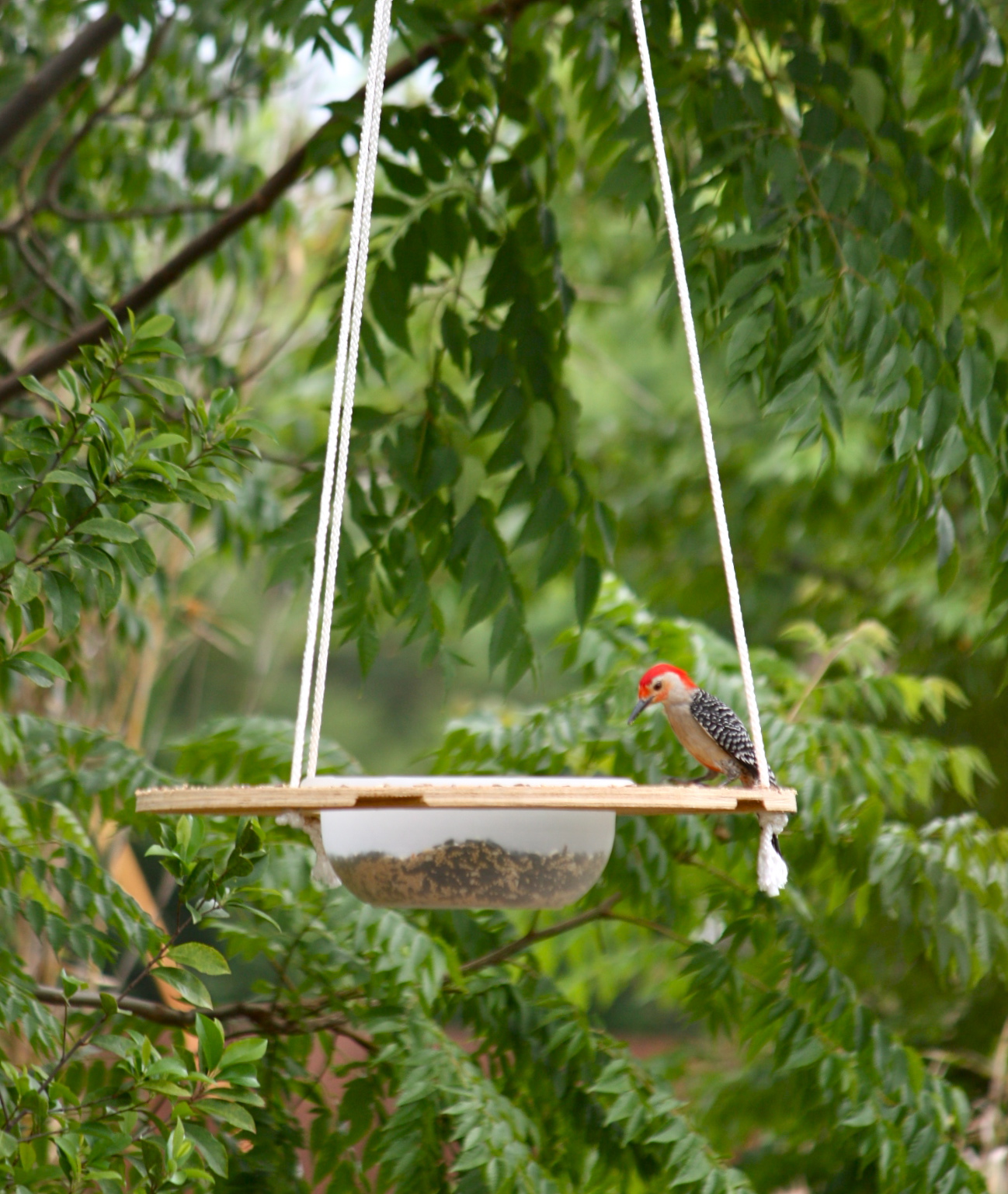 Innovative Florida Bird Feeder Phillip's Natural World