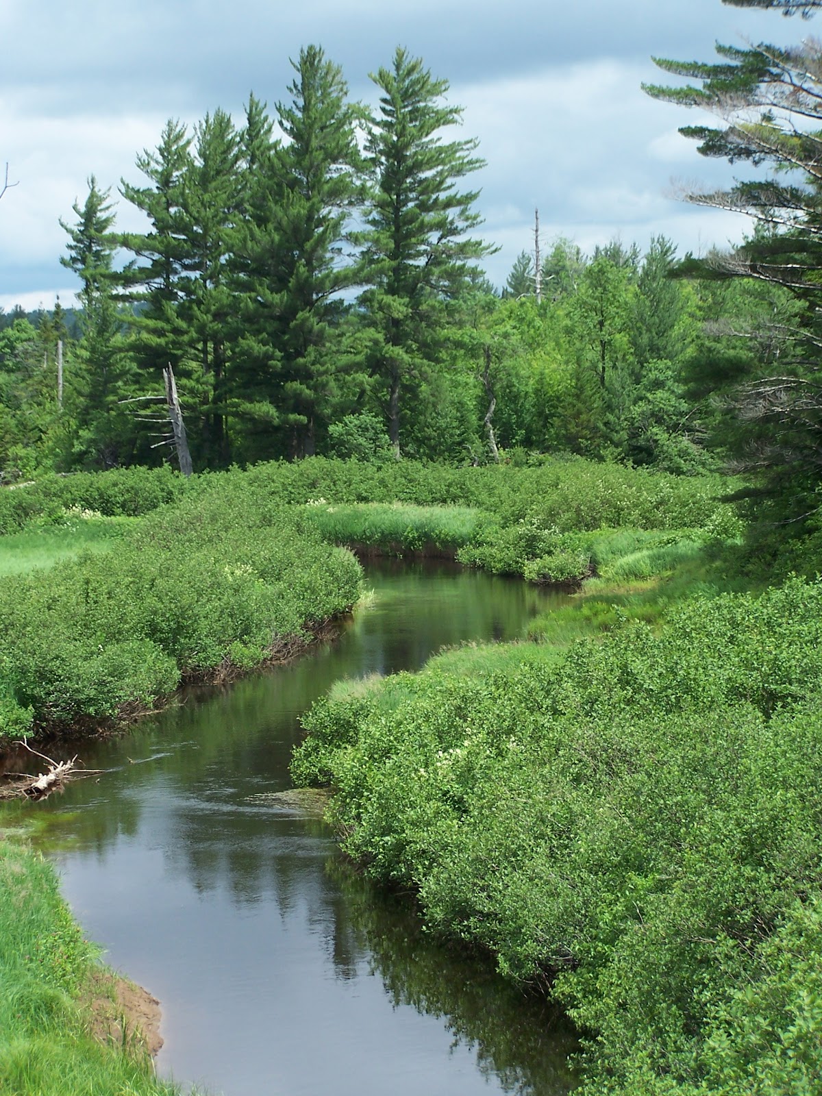 Quiet Kayaking in New York State Oswegatchie River near Star Lake