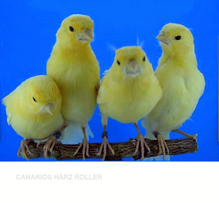 GESANGKANARIEN HARZER ROLLER GESANGKANARIEN HARZ ROLLER