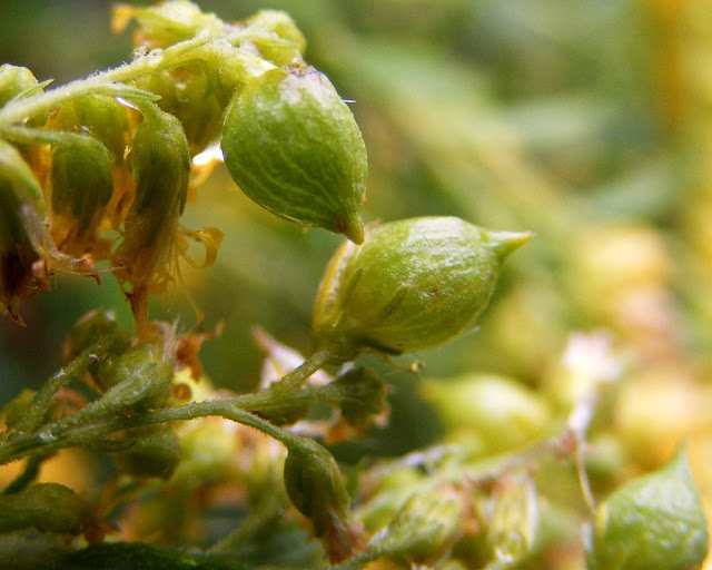 Beaked Flower Galls