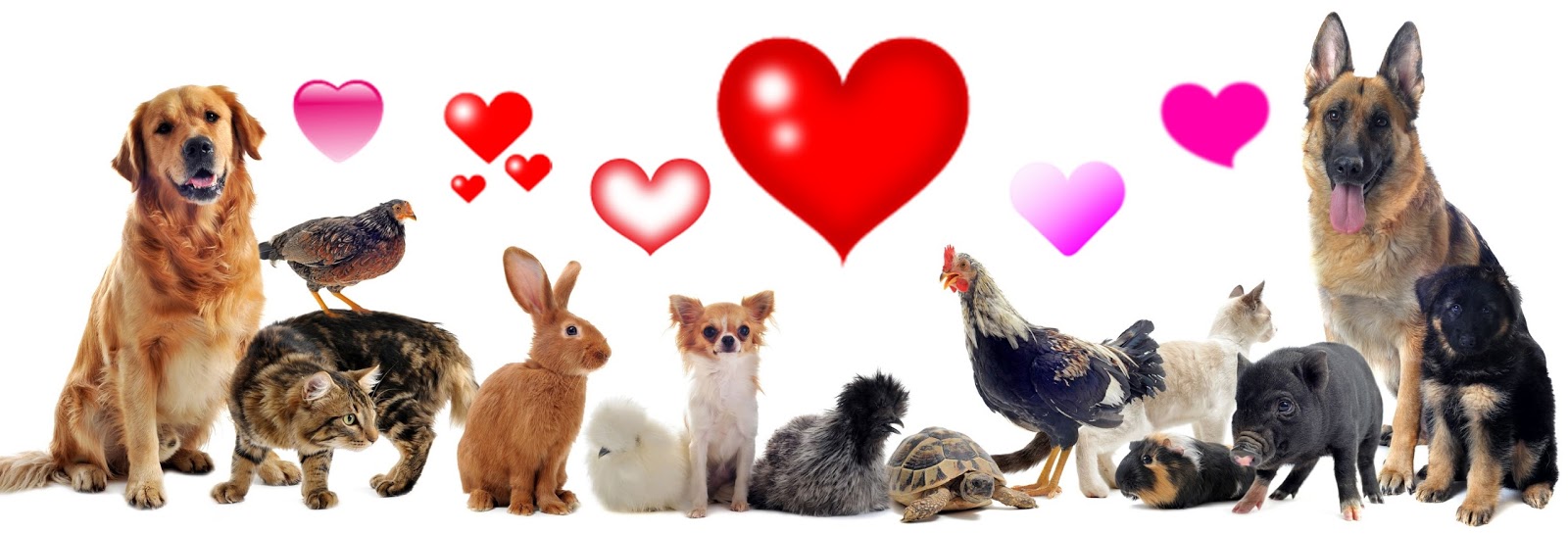 Adopt A Pet Kansas City Missouri Adopt A Pet Kansas City Missouri