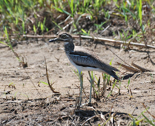 Water Thick-Knee