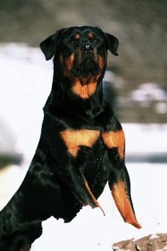 Size and Weight of Rottweiler