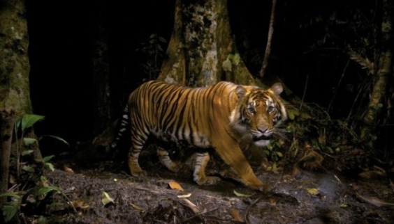 Concurso premia melhores fotógrafos de vida selvagem 2 2 Animais.jpg