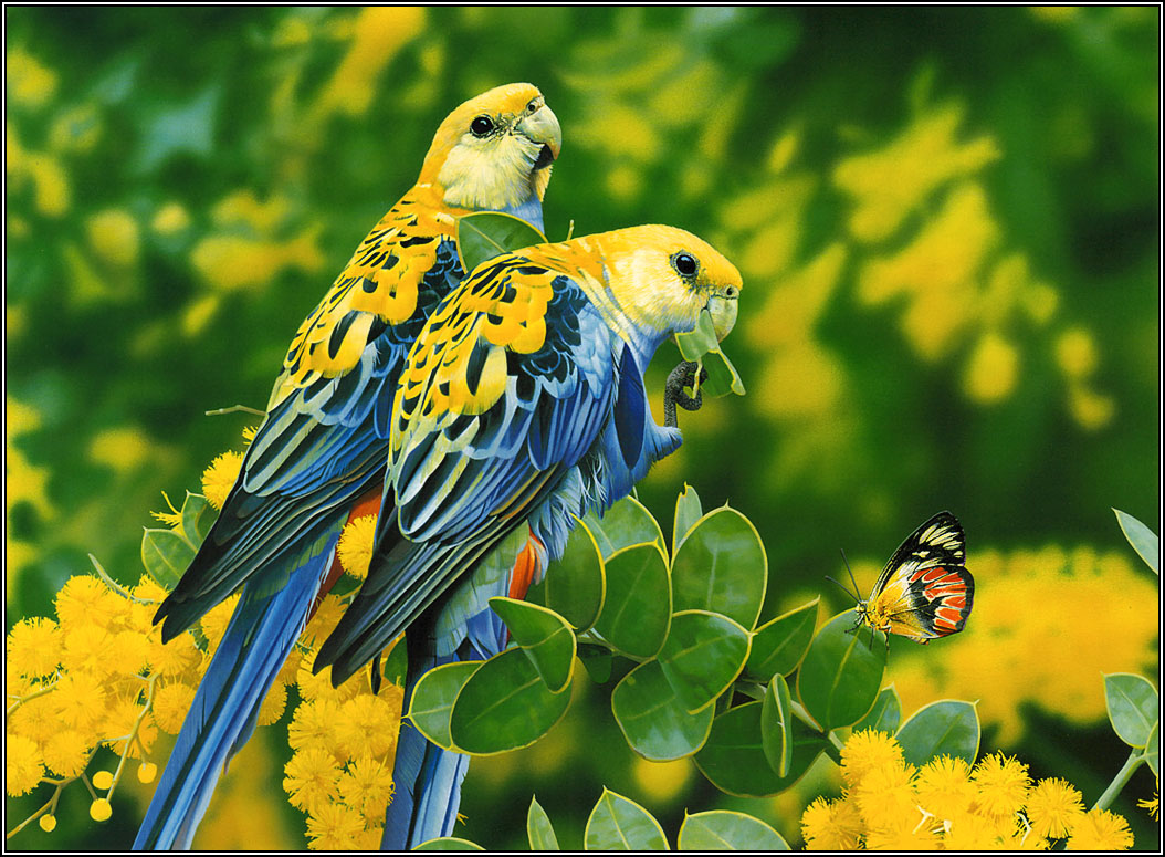 http://4.bp.blogspot.com/-nUubFGBpZrc/UDn6BmCT6AI/AAAAAAAACQE/qY-SDTprmkA/s1600/HD+Birds+wallpaper+%252819%2529.jpg