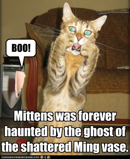 Innocent Cat Funny Gif Innocent Cat Funny Gif