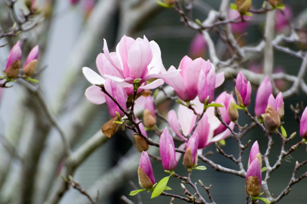 diamictite tulip magnolia liquidambar a sparrow diamictite tulip magnolia liquidambar a sparrow