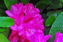 Rhododendronblüte... Rhododendronblüte...