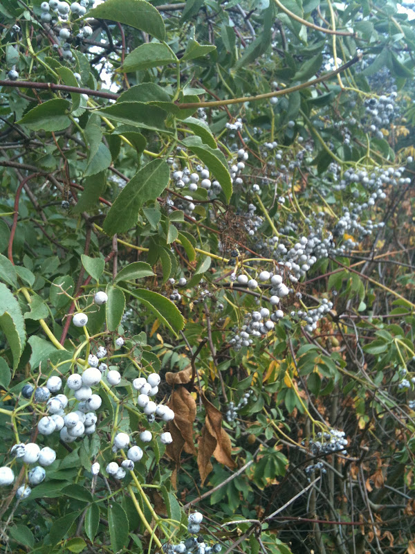 Soul Flower Farm Wondrous Elderberry