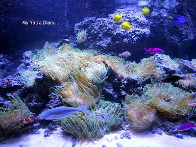 Coral reef set at the Epson Aquarium, Prince Hotel Shinagawa - Japan