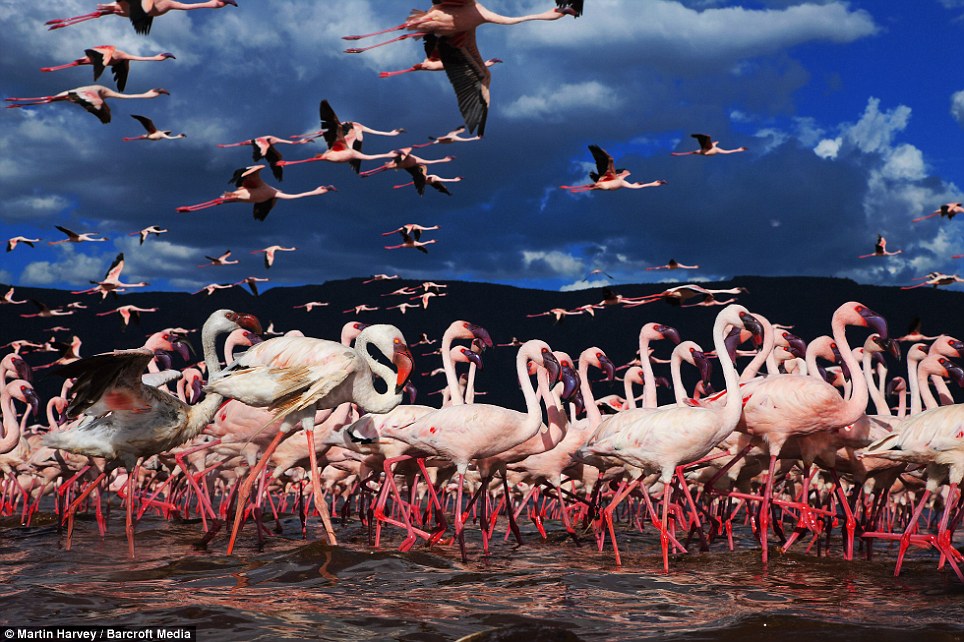 East Africa Exposed: Lake Borgoria and the Flamingo Migration