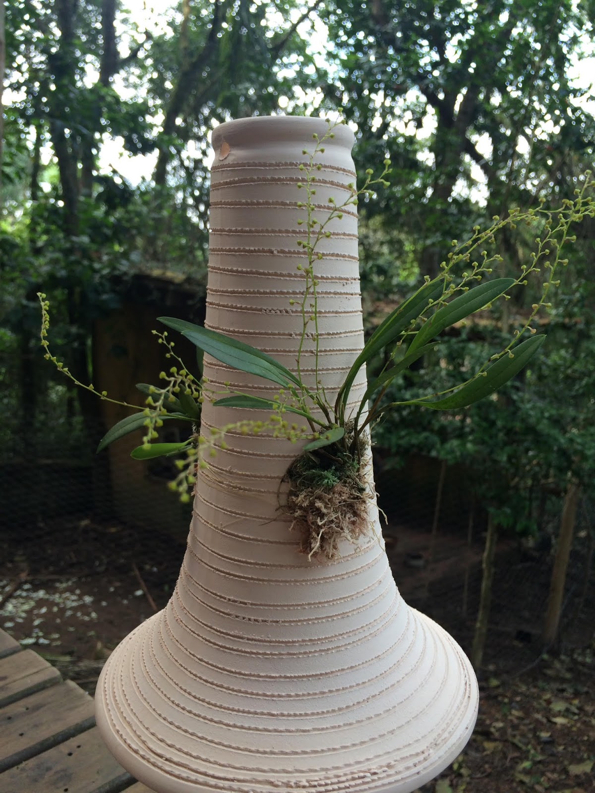 ALMANAQUE DAS ORQUÍDEAS: Cultivo orquídeas no Pau de Barro com Flávio